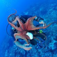 Album Bouba Diving 26