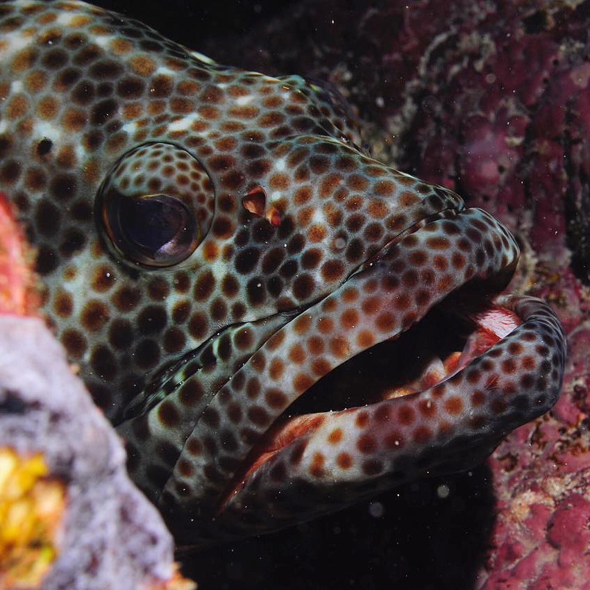 Album Bouba Diving 2