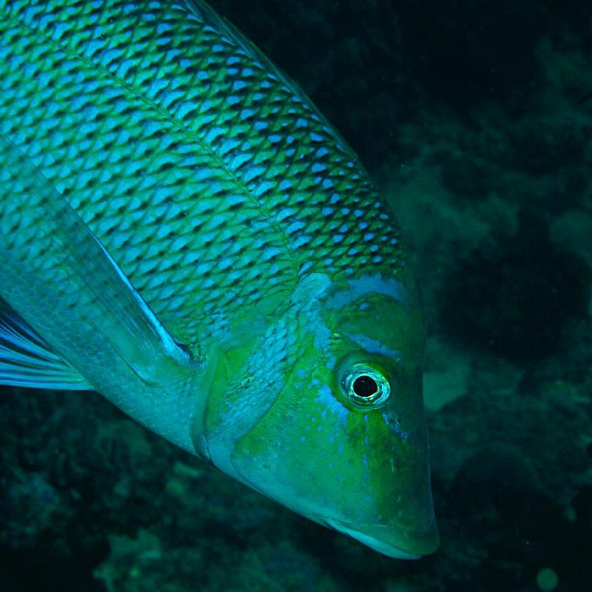 Album Bouba Diving 6