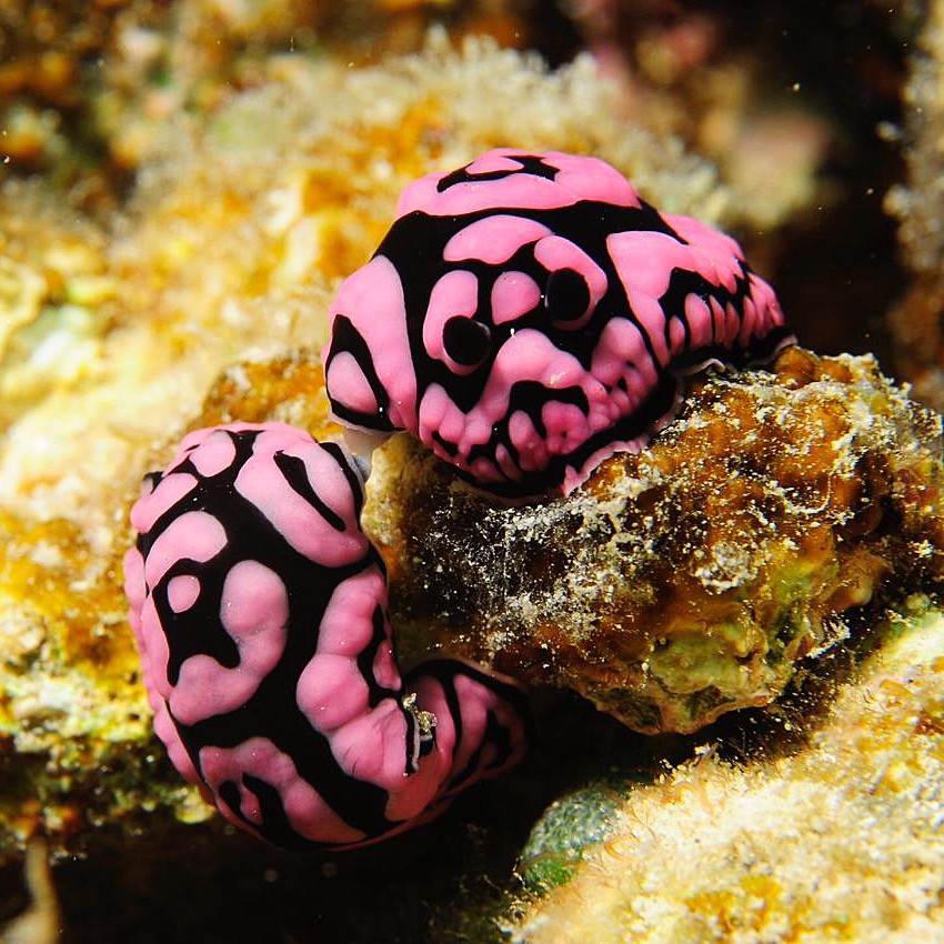 Album Bouba Diving 14