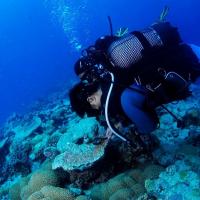 Album Bouba Diving 38