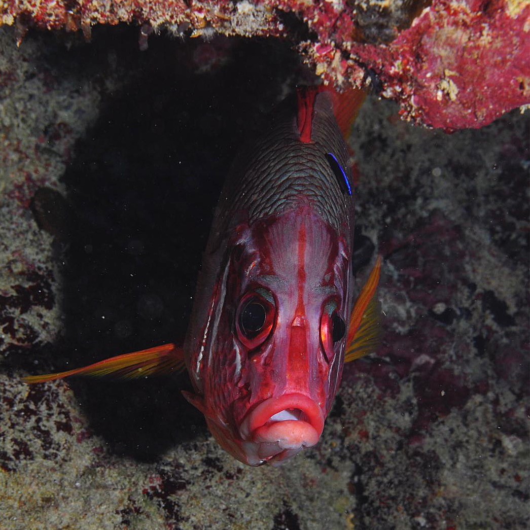 Album Bouba Diving 7