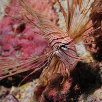 Album Bouba Diving 8