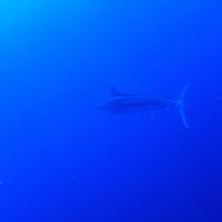 Album Bouba Diving 33