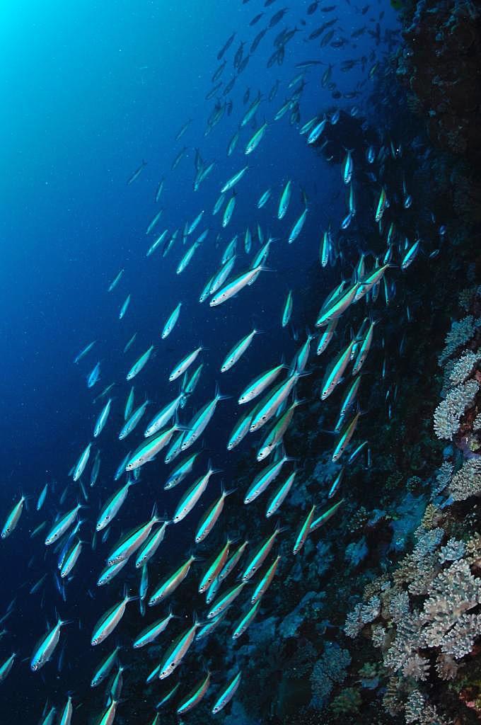 Banc de poissons